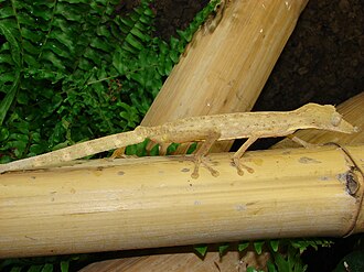 Uroplatus lineatus