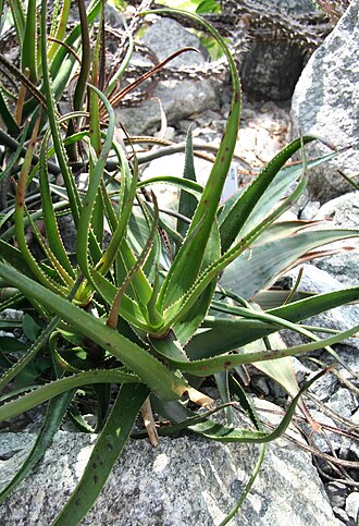 Aloe alfredii