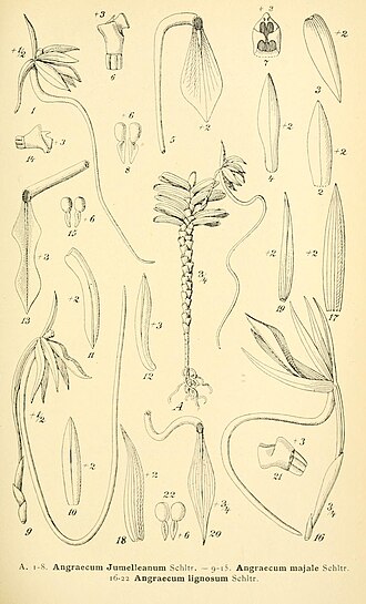 Jumellea lignosa