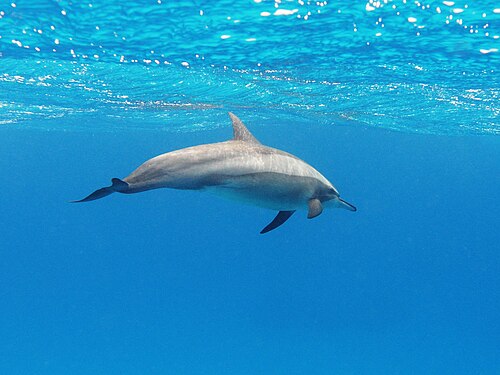 Dauphin à long bec (Stenella longirostris)