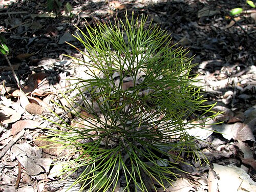 Schizaea dichotoma