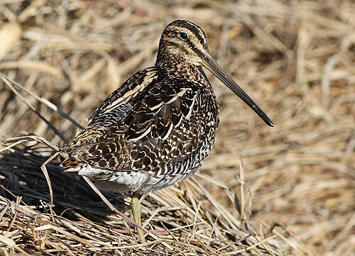 Bécassine africaine (Gallinago nigripennis)