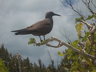 Noddi marianne (Anous tenuirostris)