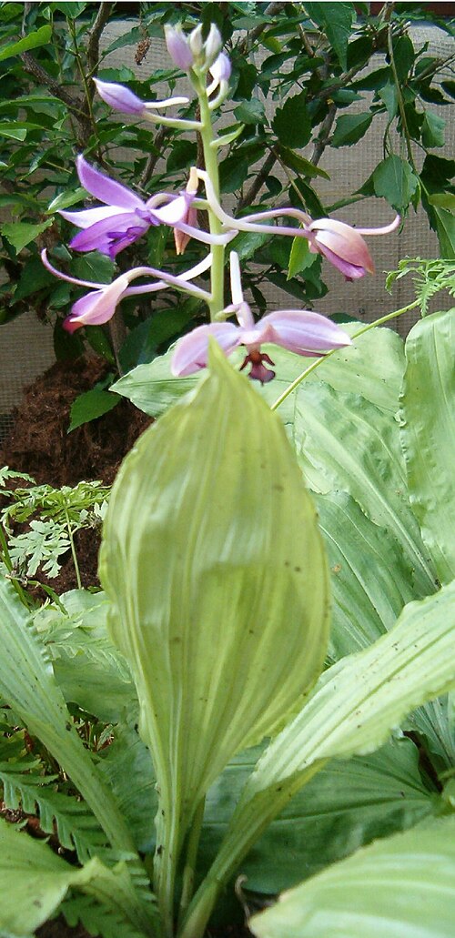 Calanthe sylvatica