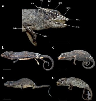 Calumma vatosoa