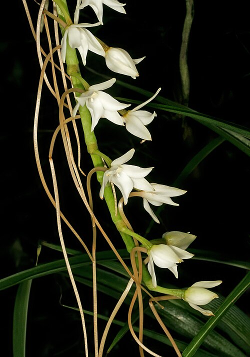 Aerangis stylosa