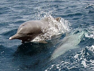 Dauphin à bosse de l'océan Indien (Sousa plumbea)