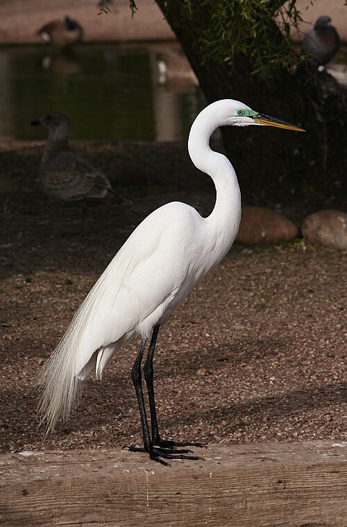 Grande aigrette (Ardea alba)