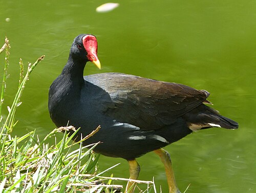 Gallinule poule-d'eau (Gallinula chloropus)