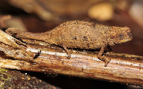 Brookesia nana