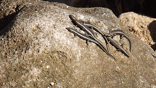 Cryptoblepharus voeltzkowi