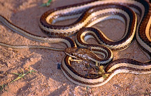 Dromicodryas bernieri