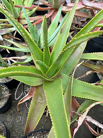 Aloe mitsioana