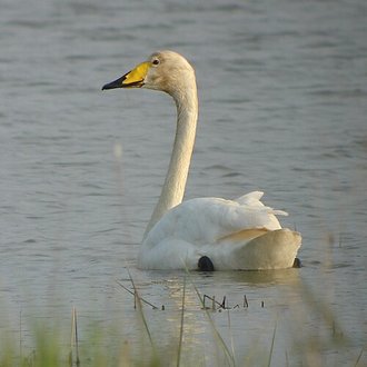 Cygne chanteur (Cygnus cygnus)