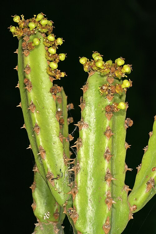 Euphorbia tetragona