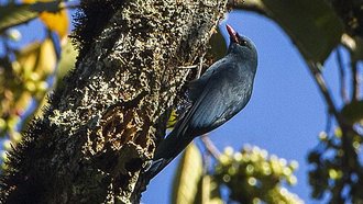 Hypositte malgache (Hypositta corallirostris)