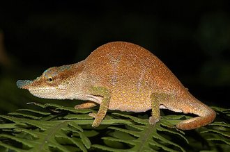 Calumma linotum