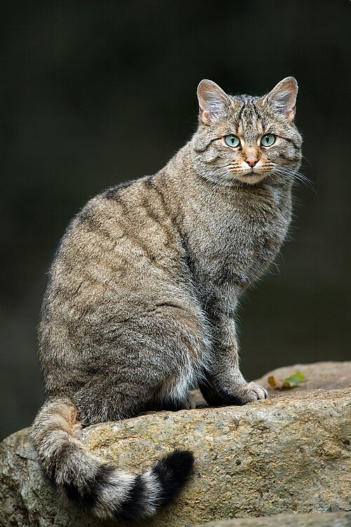 Chat sauvage (Felis silvestris)