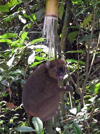 Grand hapalémur (Prolemur simus)