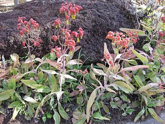 Kalanchoe suarezensis
