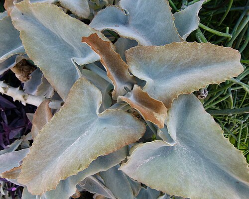Kalanchoe beharensis