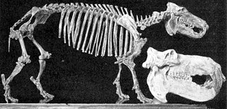 Hexaprotodon madagascariensis