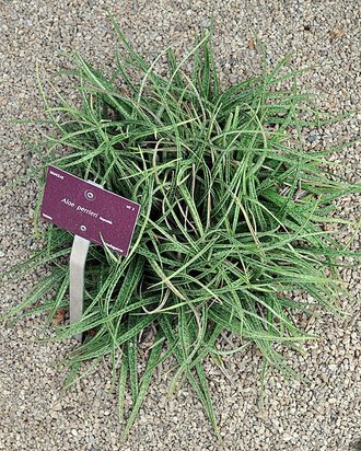 Aloe perrieri