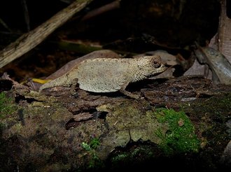 Brookesia peyrierasi