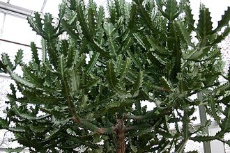 Euphorbia lactea
