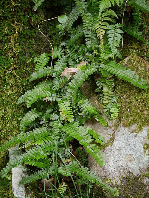 Asplenium normale