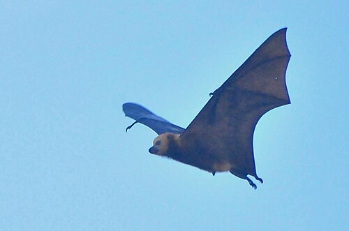 Grande roussette des Mascareignes (Pteropus niger)