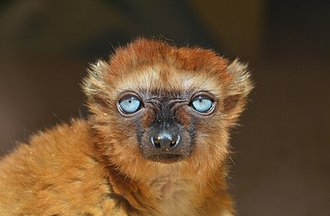 Lémur aux yeux turquoise (Eulemur flavifrons)