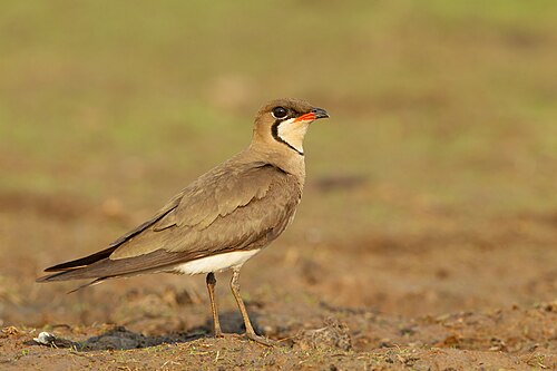Glaréole orientale (Glareola maldivarum)