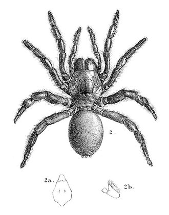 Thyropoeus mirandus