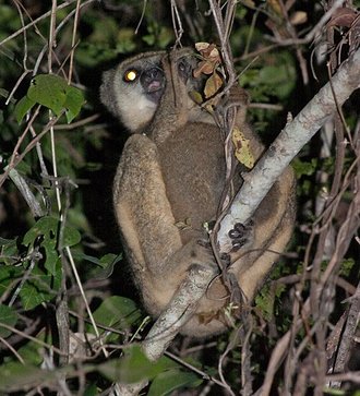 Avahi occidentalis