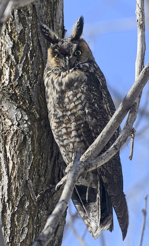 Hibou moyen-duc (Asio otus)