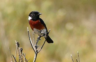 Tarier d'Afrique (Saxicola torquatus)