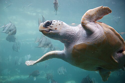 Tortue caouanne (Caretta caretta)