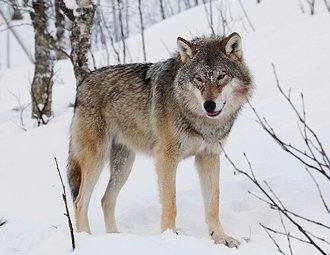 Loup (Canis lupus)