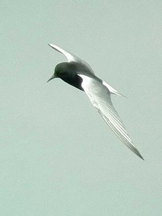 Guifette leucoptère (Chlidonias leucopterus)