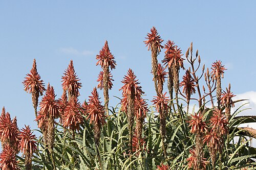 Aloé arborescente (Aloe arborescens)