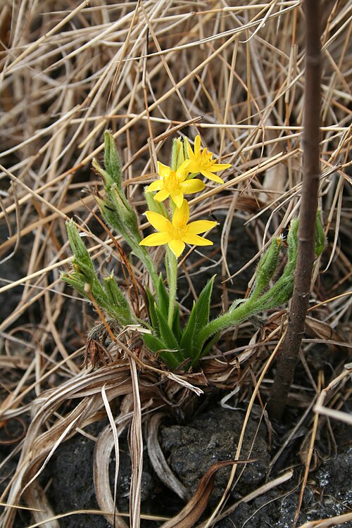 Hypoxis angustifolia