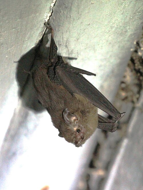 Paremballonura atrata