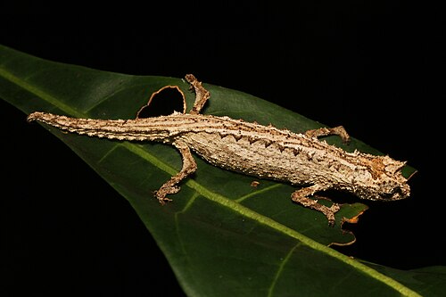 Brookesia karchei