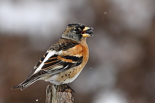 Pinson du Nord (Fringilla montifringilla)