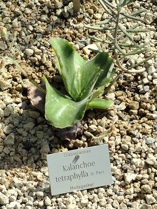 Kalanchoe tetraphylla