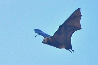 Grande roussette des Mascareignes (Pteropus niger)