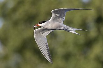 Sterne pierregarin (Sterna hirundo)