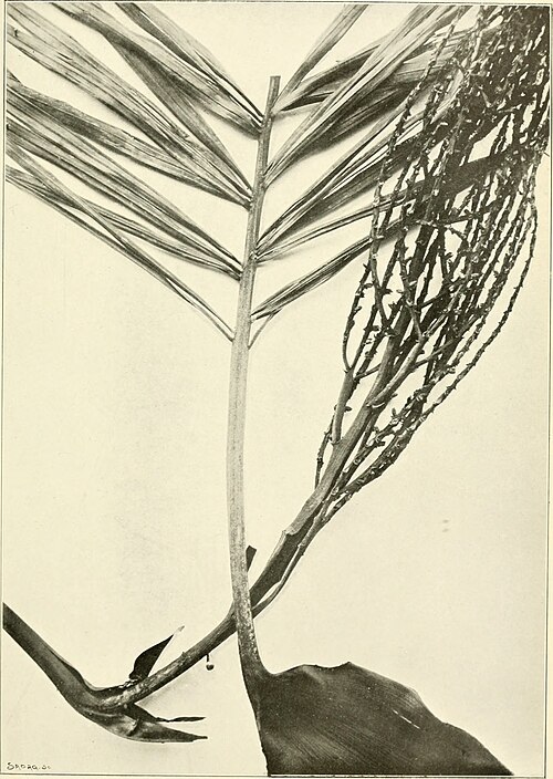 Dypsis sahanofensis