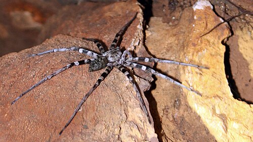 Viridasius fasciatus